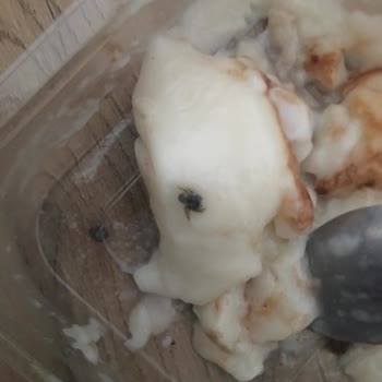 BİM'den Alınan Kazandibinden Böcek Çıktı