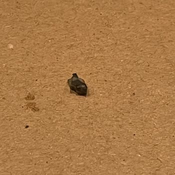 Chicken Project Dökülmüş Sipariş Ve Burgerin İçinden Çıkan Siyah Sert Plastik!