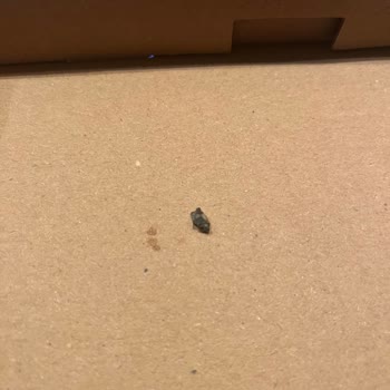 Chicken Project Dökülmüş Sipariş Ve Burgerin İçinden Çıkan Siyah Sert Plastik!