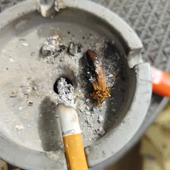 Camel İçinden Odun Çıktı