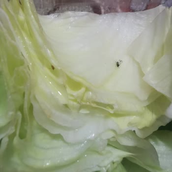 Komagene Siparişimden Sinek Çıktı