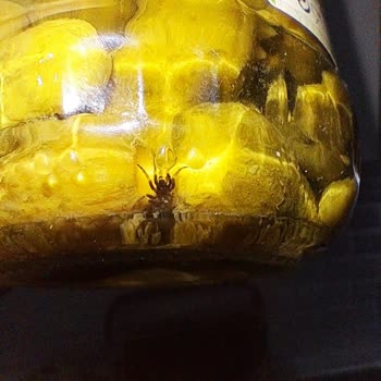 Tat Gıda Kornişon Turşu Konservesinden Böcek Çıktı