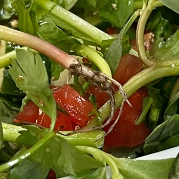 Carrefour SA Salata Standında Topraklı Salata