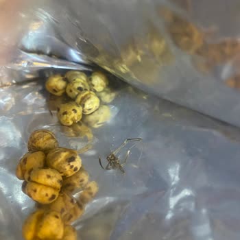 Tadım Leblebi Böcek Çıktı