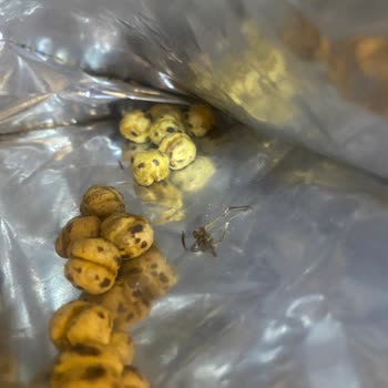 Tadım Leblebi Böcek Çıktı