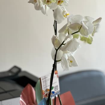 Çiçek Sepeti Tamamı Solmuş Çiçek Gönderdi