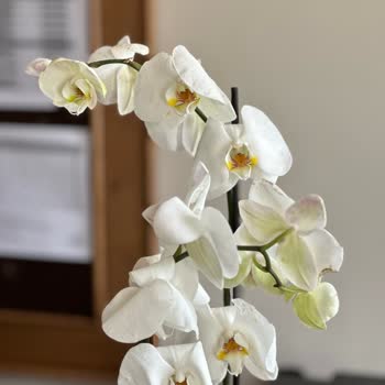 Çiçek Sepeti Tamamı Solmuş Çiçek Gönderdi