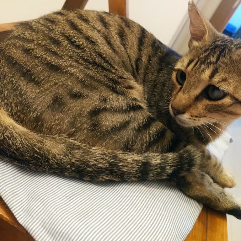 Torbalı Belediyesi Ölümcül Hastalığı Olmayan Kedim Bilgi Vermeden Öldü Gömdük Denildi