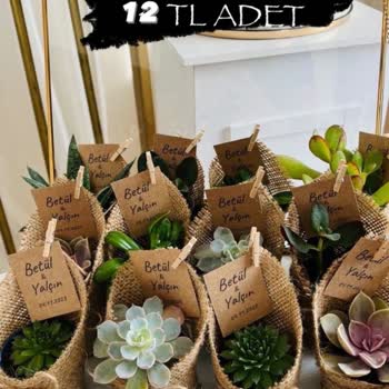 Sukulentworldd (İnstagram) Sukulent World Instagram