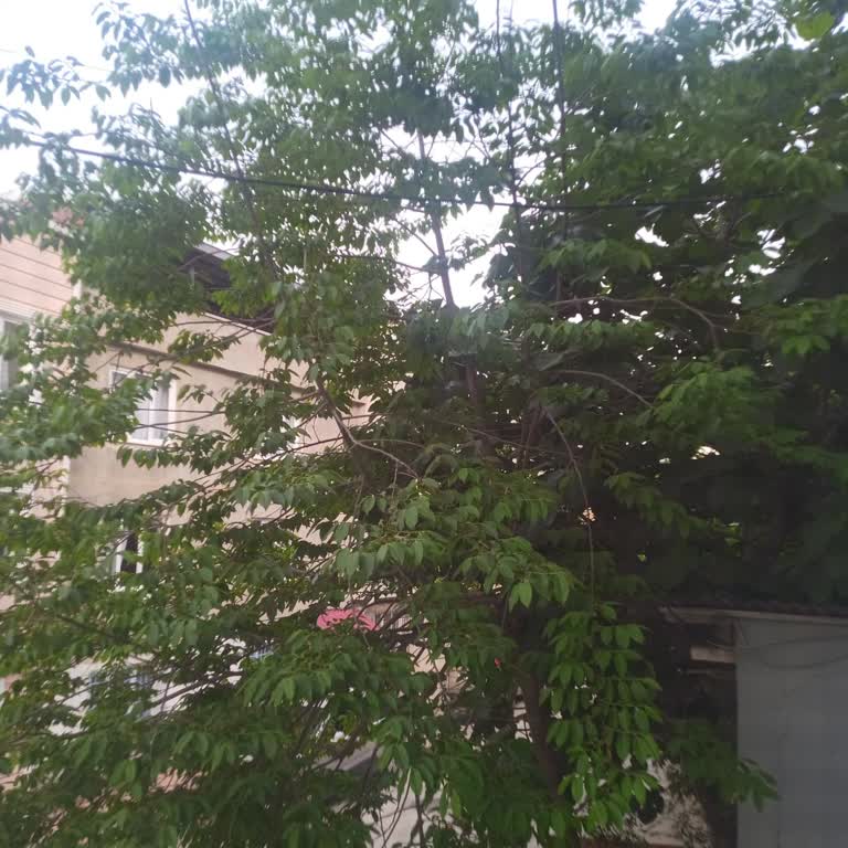 Kestel Belediyesi Park Bahçe İlgisi