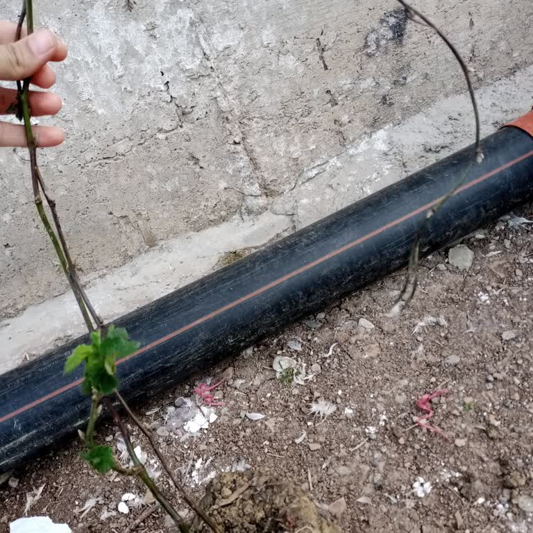 Çermik Fidancılık Verdiğimiz Paraya Ve Emeğe Yazık!