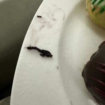 Ekleristan Eklerin İçinden Böcek Çıktı