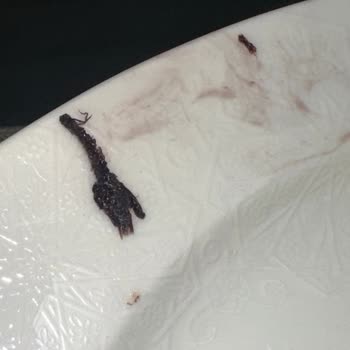 Ekleristan Eklerin İçinden Böcek Çıktı