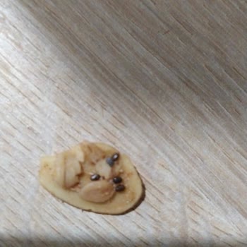 Mom's Natural Foods Acil Dönüş İçinden Böcek Çıktı