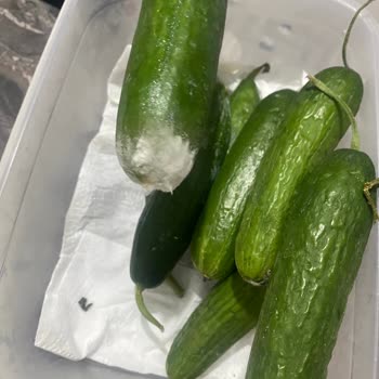 Arçelik 270531 Eb Buzdolabı