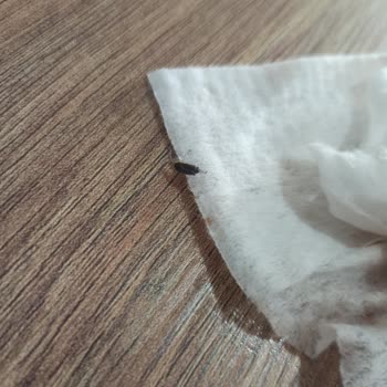 Algida Cornetto Classico Dondurmadan Böcek Çıktı