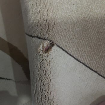 Çelebi Halı Yıkama Ankara'da Bir Halı Yıkama Firmasında Yaşanan Sorunlar