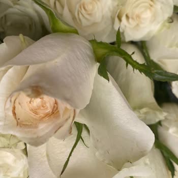 Çiçek Sepeti Sararmış, Solmuş, Eksik Sayıda Güller Yolluyor Fiyasko