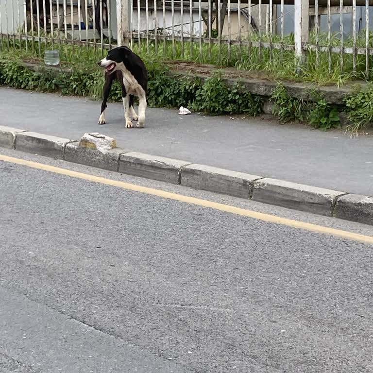 Fatih Belediyesi Hastane Bahçesindeki Yaralı Hayvan İçin Yardım Talebi