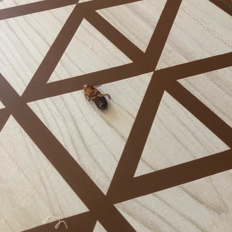 Granada Luxury Hotels Böcek Sorunu. Personeller