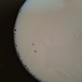 Birşah A101 Böcekli Süt Satıyor