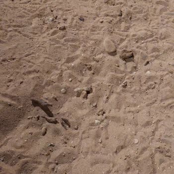 Antalya Büyükşehir Belediyesi Hayvanlar İle Dolu Hijyenik Bir Çocuk Parkı!