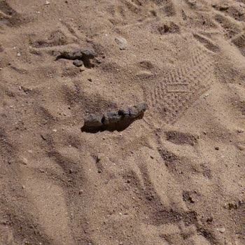 Antalya Büyükşehir Belediyesi Hayvanlar İle Dolu Hijyenik Bir Çocuk Parkı!