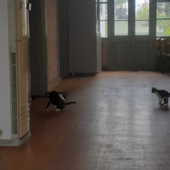 Burger King Antalya Işıklar Şubesi Kedi Sidiği Kokuyor