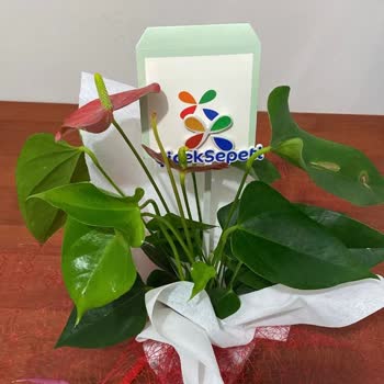 Çiçek Sepeti Hiç Yakışmadı!