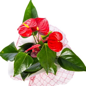 Çiçek Sepeti Hiç Yakışmadı!