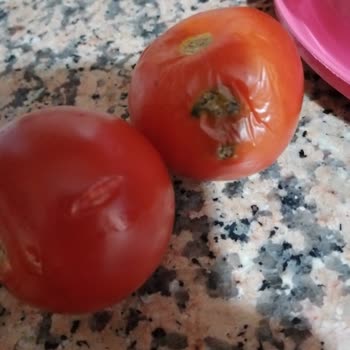 Bosch Buzdolabı Ürün Çürütme Sorunu