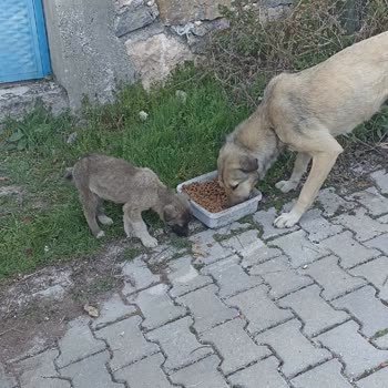 Çorum Belediyesi Açlıktan Ölen Çaresiz Hayvanlar