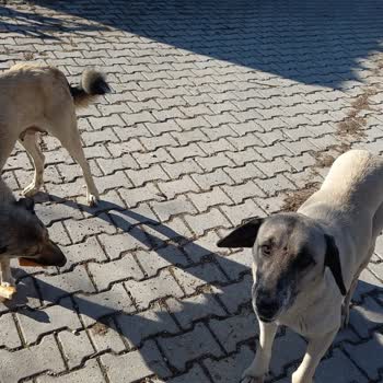 Çorum Belediyesi Açlıktan Ölen Çaresiz Hayvanlar