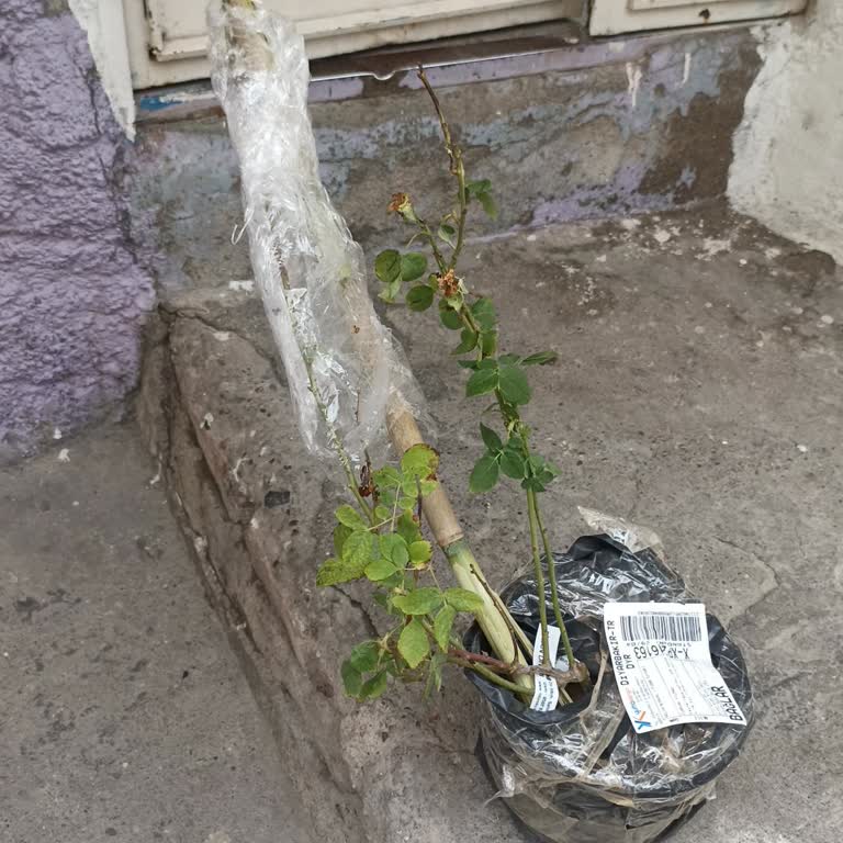 Fidan Diyarı (fidandiyarim.com) Hayal Kırıklığına Uğratan Fidan Teslimatı