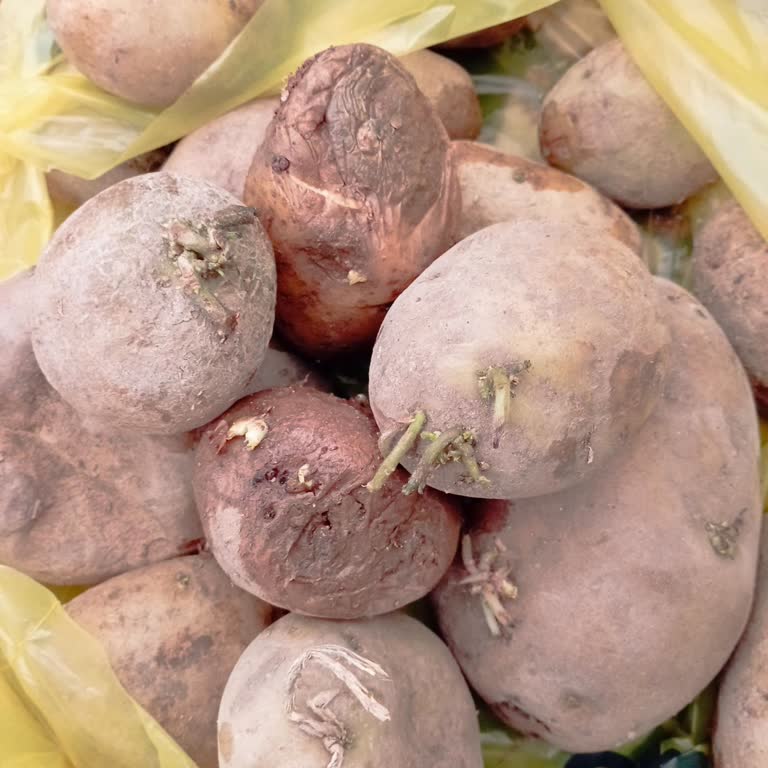 Cepte Şok Çürük Patates