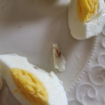 Tarım Kredi Kooperatif Market Tarım Kredi Organik Yumurta Şikayeti