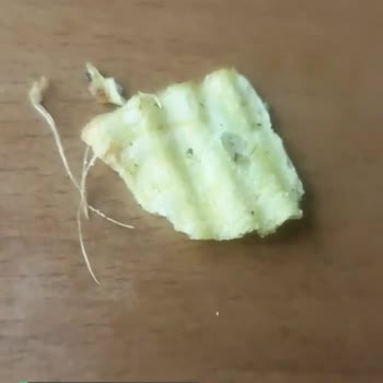 Harras Fesleğen Aromalı Cipsten Çıkanlar!
