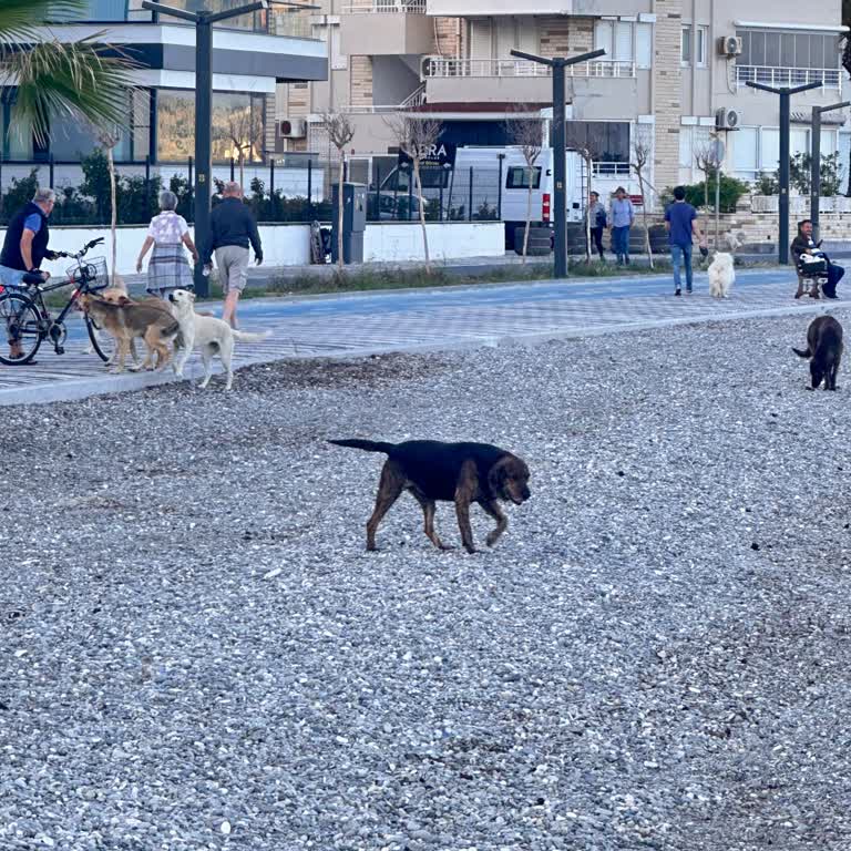 Edremit Belediyesi Altınoluk Sahil Yolunda Köpeklerden Yürüyemiyoruz