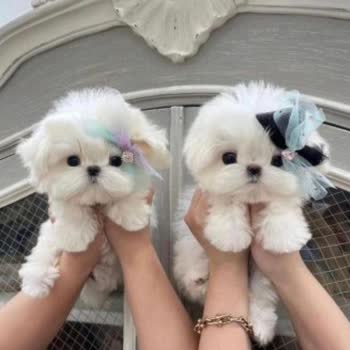 Petcim.com Hayal Kırıklığına Uğratan Yavru Köpek Teslimatı