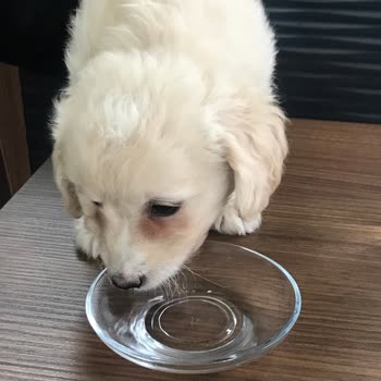 Petcim.com Hayal Kırıklığına Uğratan Yavru Köpek Teslimatı