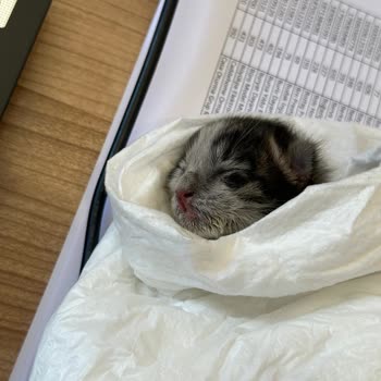 Kartal Belediyesi Kediyi Ölüme Terk Ettiler