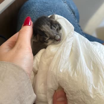 Kartal Belediyesi Kediyi Ölüme Terk Ettiler