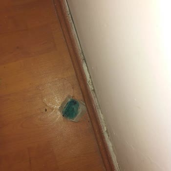 KYK Odamızda Böcek Var