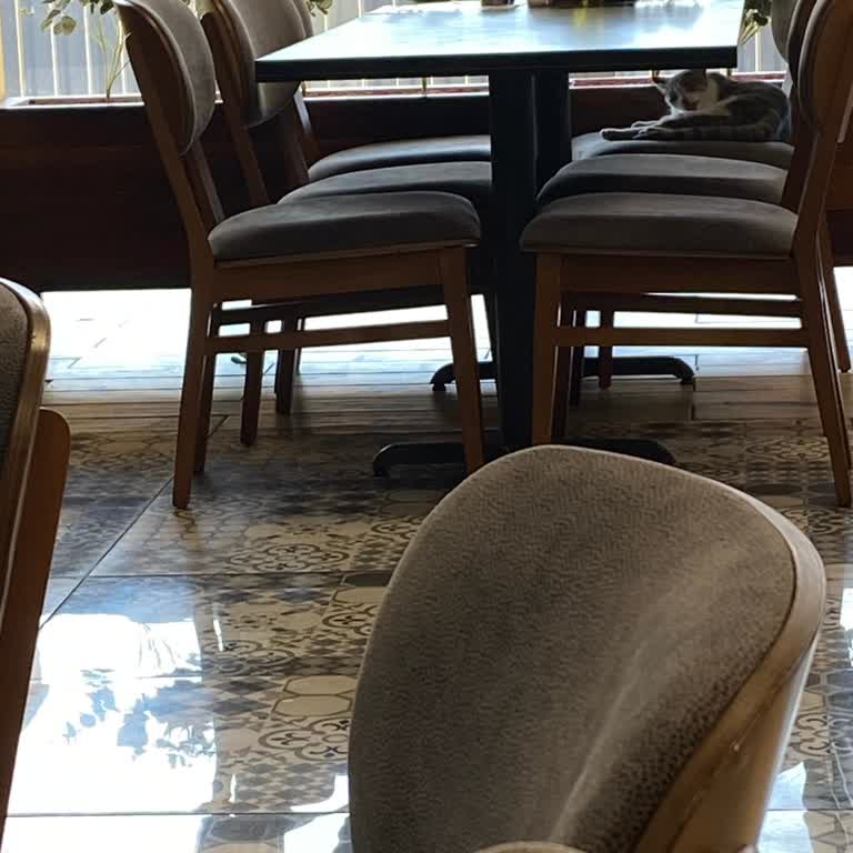 Avlu 34 AVM Arnavutköy Avlu AVM Kedi Sorunu