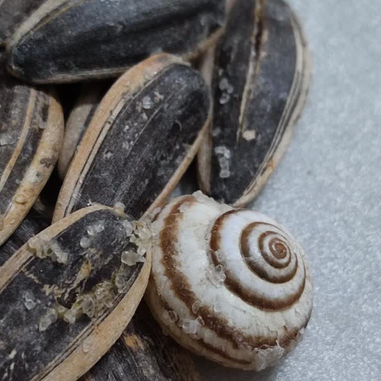 Gold Harvest Kuruyemiş Kara Sevda Çekirdek Ve Salyangoz Kabuğu Ne Alaka?