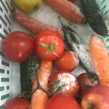 Samsung Nofrost Sürekli Sebzelik Donduruyor