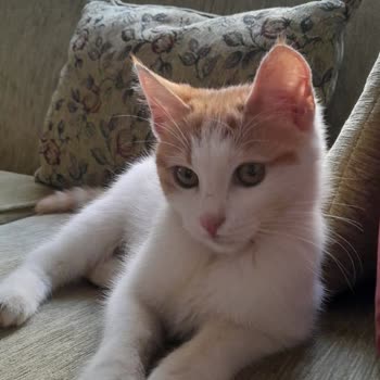 Çukurova Bölge Hayvan Hastanesi Pislik İçinde Ölüm