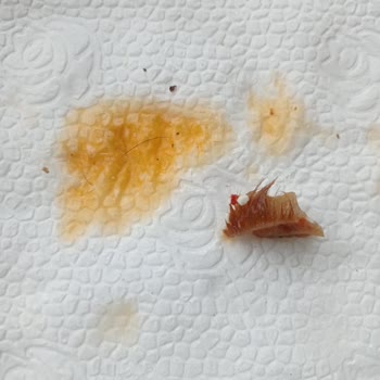 Nazar İşkembe Salonu Pişmanlıktır