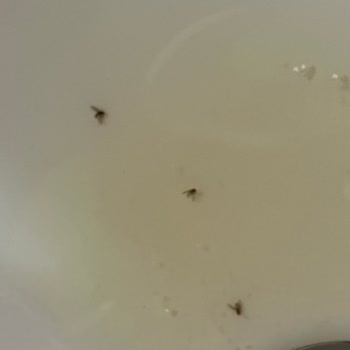 Urban Care Urban Marka Şampuandan Böcek Çıktı