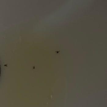 Urban Care Urban Marka Şampuandan Böcek Çıktı